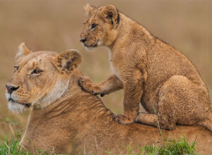 2 Days 1 Night Masai Mara Safari Package 1