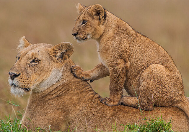 2 Days 1 Night Masai Mara Safari Package 1