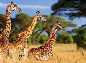 3 Days 2 Nights Amboseli Safari Package 1