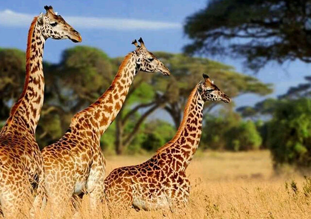 3 Days 2 Nights Amboseli Safari Package 1