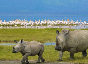 3 Days 2 Nights Lake Nakuru Safari Package 1