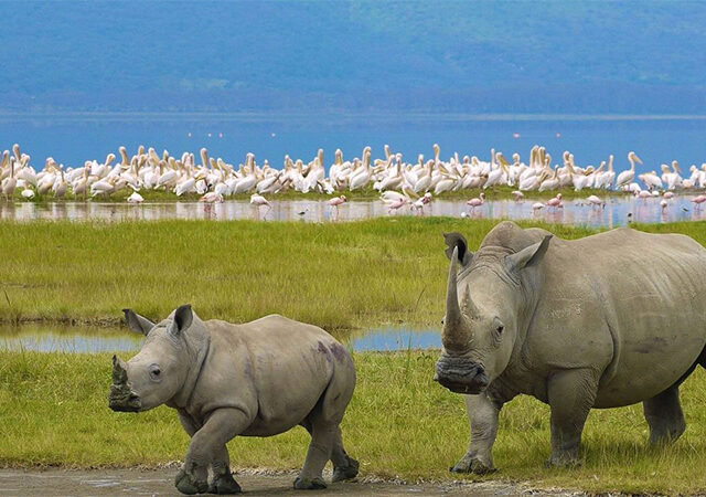 3 Days 2 Nights Lake Nakuru Safari Package 1