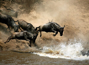 3 Days 2 Nights Masai Mara Safari Package 1