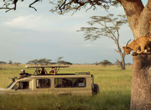 3 Days 2 Nights Serengeti National Park Safari Package 1