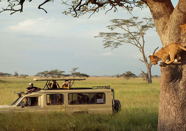 3 Days 2 Nights Serengeti National Park Safari Package 1