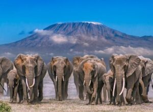 4-Day Romantic Fly-in Safari to Elerai Camp, Amboseli 1