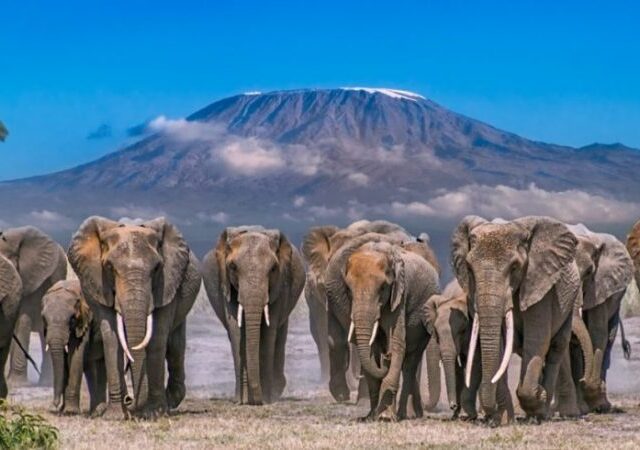 4-Day Romantic Fly-in Safari to Elerai Camp, Amboseli 1