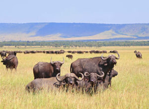 4 Days 3 Nights Ngorongoro Crater Serengeti Safari Package 1