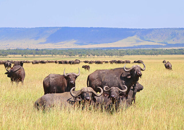 4 Days 3 Nights Ngorongoro Crater Serengeti Safari Package 1