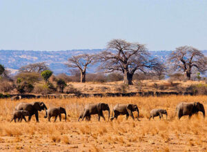 4 Days 3 Nights Tarangire Ngorongoro Lake Manyara Safari Package 1