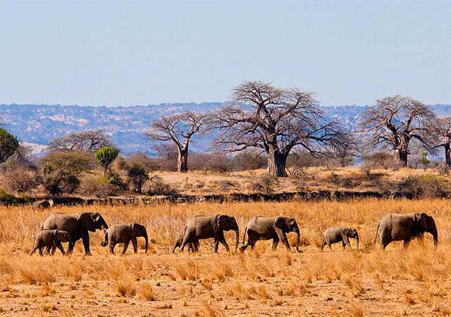 4 Days 3 Nights Tarangire Ngorongoro Lake Manyara Safari Package 1