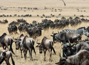 4 Days Great Masai Mara Luxury Migration Safari 1