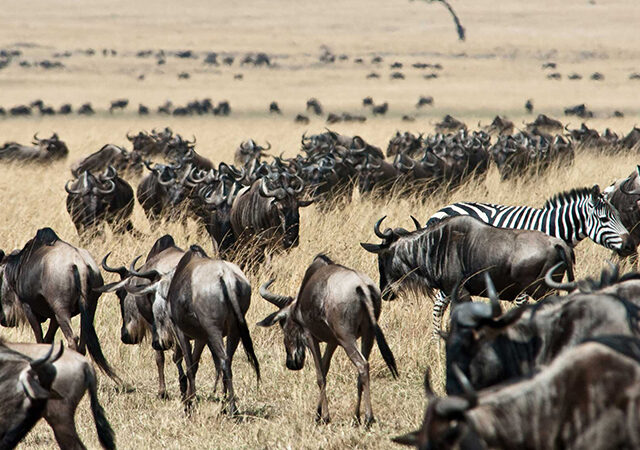 4 Days Great Masai Mara Luxury Migration Safari 1