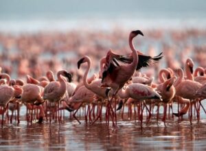 5-Day Lake Nakuru & Masai Mara Romantic Safari 1