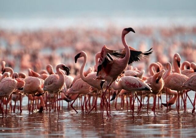 5-Day Lake Nakuru & Masai Mara Romantic Safari 1