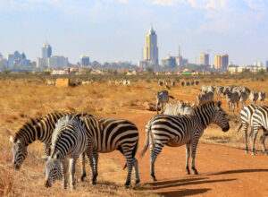 5-Day Nairobi National Park, Samburu & Lake Nakuru Midrange Safari 1
