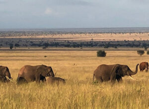 5-Day Safari with the Lions of Lumo Wildlife Sanctuary 1