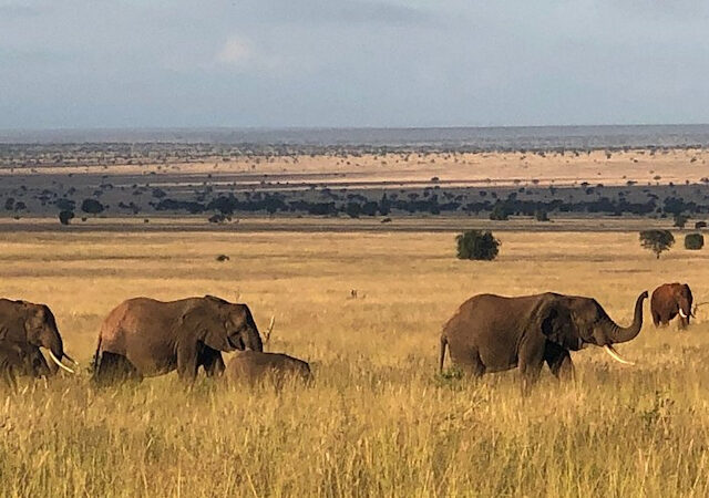 5-Day Safari with the Lions of Lumo Wildlife Sanctuary 1