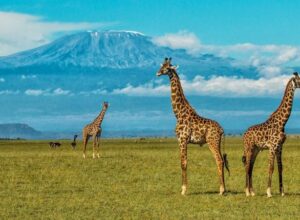 5-Day Tsavo East, Taita Hills & Amboseli Game Safari 1