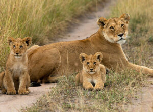 5 Days 4 Nights Amboseli Lake Naivasha Masai Mara Nairobi Safari Package 1