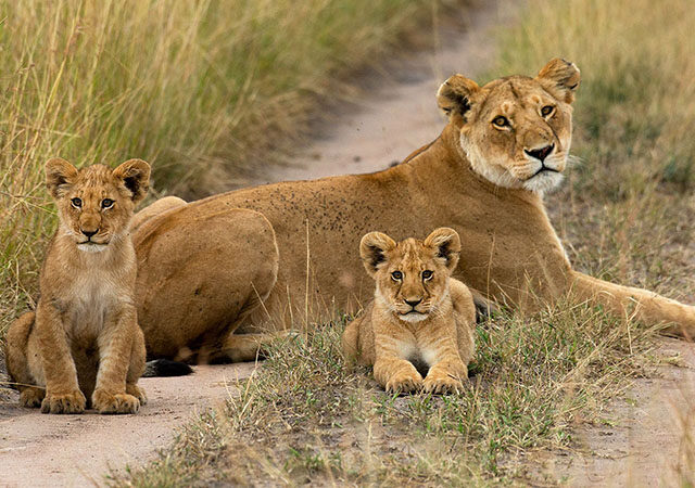 5 Days 4 Nights Amboseli Lake Naivasha Masai Mara Nairobi Safari Package 1