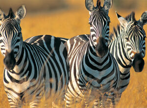 5 Days 4 Nights Lake Manyara Ngorongoro Crater Serengeti Safari Package 1