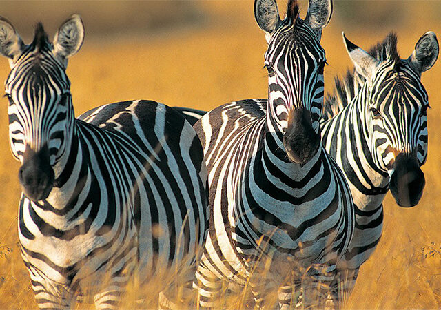 5 Days 4 Nights Lake Manyara Ngorongoro Crater Serengeti Safari Package 1