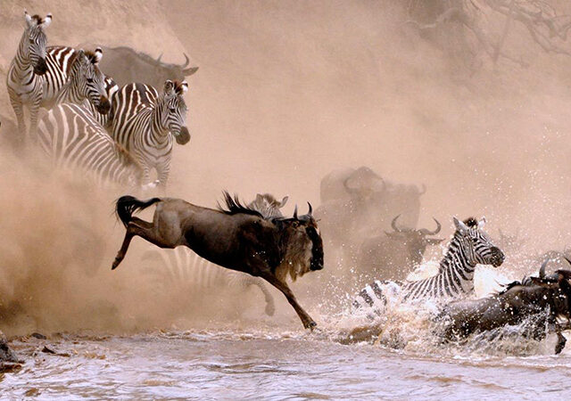 5 Days 4 Nights Lake Nakuru Bogoria Lake Naivasha Masai Mara Nairobi Safari Package 1