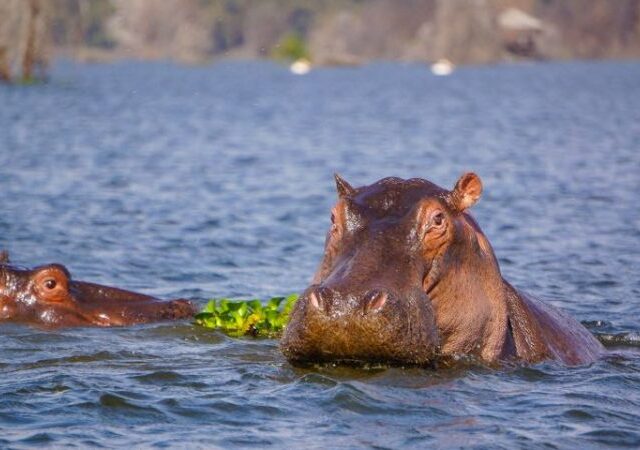6-Day Amboseli, Lake Naivasha & Masai Mara Luxury Safari 1