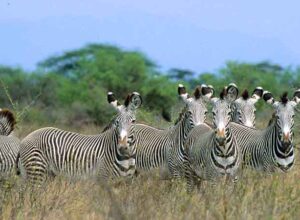 6 Days 5 Nights Amboseli Aberdares Lake Nakuru Masai Mara Safari Package 1