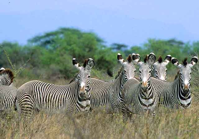 6 Days 5 Nights Amboseli Aberdares Lake Nakuru Masai Mara Safari Package 1