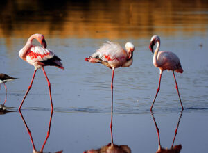 6 Days 5 Nights Lake Manyara Ngorongoro Crater Serengeti Safari Package 1