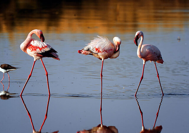 6 Days 5 Nights Lake Manyara Ngorongoro Crater Serengeti Safari Package 1
