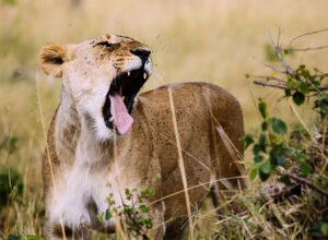 6 Days Amboseli Lake Naivasha Masai Mara Luxury Safari 1