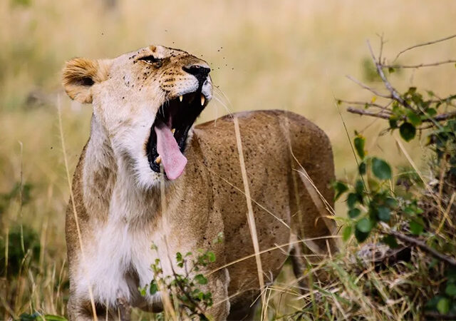 6 Days Amboseli Lake Naivasha Masai Mara Luxury Safari 1
