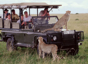 6 Days Migration Kenya Tanzania Safari 1