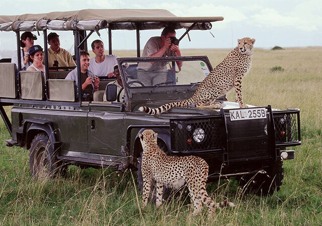 6 Days Migration Kenya Tanzania Safari 1