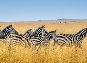 7 Days 6 Nights Lake Manyara Serengeti Ngorongoro Crater Tarangire Safari Package 1