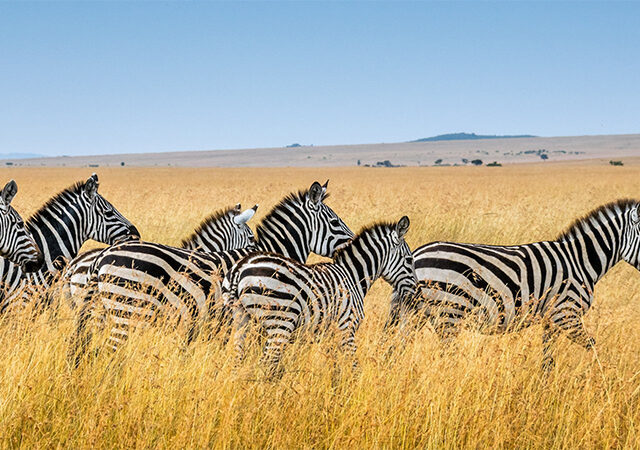 7 Days 6 Nights Lake Manyara Serengeti Ngorongoro Crater Tarangire Safari Package 1