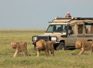 7 Days Combined Kenya Tanzania Camping Safari 1