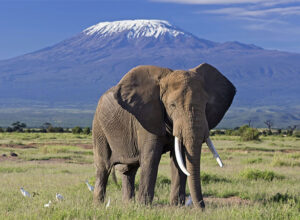 7 Days Wildlife Kenya Tanzania Combined Budget Safari 1