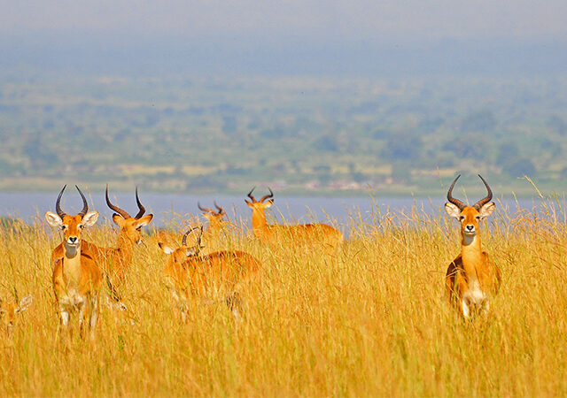 8 Days 7 Nights Lake Manyara Serengeti Ngorongoro Crater Safari Package 1