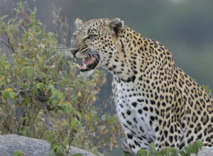 8 Days Classic Kenya Tanzania Safari 1