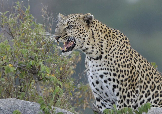8 Days Classic Kenya Tanzania Safari 1