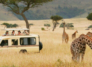 8 Days Lake Nakuru Amboseli Lake Manyara Serengeti Ngorongoro Crater Safari 1
