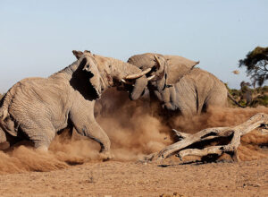 9 Days Amboseli Serengeti Lake Manyara Ngorongoro Crater Safari 1