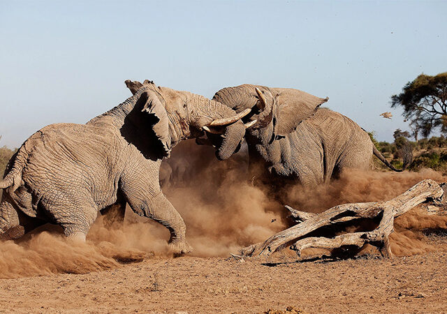 9 Days Amboseli Serengeti Lake Manyara Ngorongoro Crater Safari 1