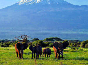 7 Days 6 Nights Tsavo West Tsavo East Amboseli Lake Naivasha Masai Mara Safari Package 1