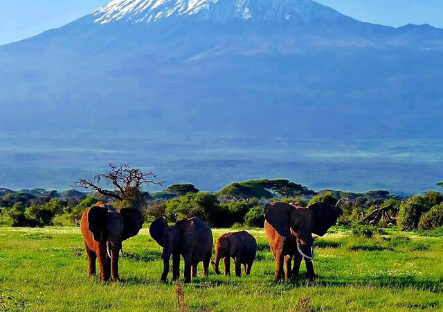 7 Days 6 Nights Tsavo West Tsavo East Amboseli Lake Naivasha Masai Mara Safari Package 1